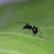 A jumping spider